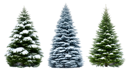 Three different types of fir trees covered in snow, showcasing their unique shapes and textures