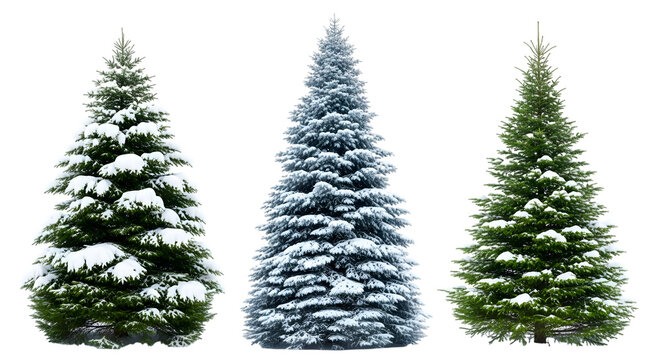 Three different types of fir trees covered in snow, showcasing their unique shapes and textures - Powered by Adobe