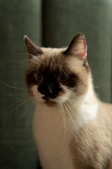 Adorable Siamese cat with blue eyes and dark face markings looking directly at camera