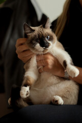Siamese cat with blue eyes held by woman indoors, cute pet at home