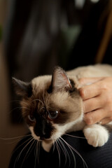 Siamese cat with blue eyes held by woman indoors, cute pet at home