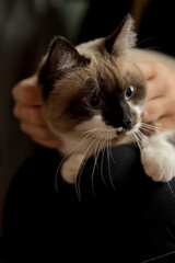 Siamese cat with blue eyes held by woman indoors, cute pet at home