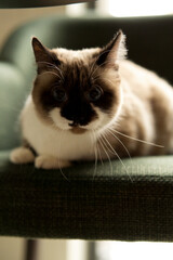 Adorable Siamese cat with blue eyes and dark face markings looking directly at camera