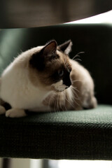 Siamese cat with blue eyes sitting on green sofa indoors, cute pet in cozy home