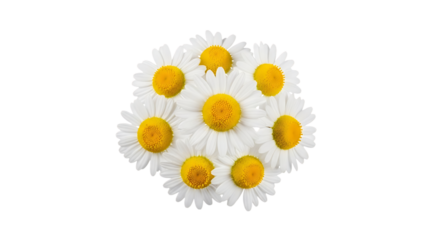 Cluster of white daisies, yellow centers arranged in a circular pattern, isolated on white or transparent background, AI