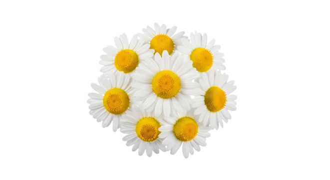 Cluster of white daisies, yellow centers arranged in a circular pattern, isolated on white or transparent background, AI