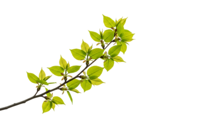Delicate branch, bright green young leaves backlit by soft light, isolated on white or transparent background, AI