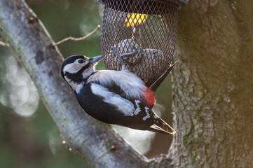 dzięcioł duży przy karmniku z nasionami podczas zimy © Henryk Niestrój