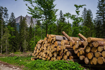 stack of logs