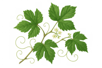 Jiaogulan plant branch with green leaves, tendrils, and white flowers on transparent background for herbal medicine designs