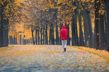 Woman walks along park lane covered with fallen orange leaves surrounded by colorful autumn trees