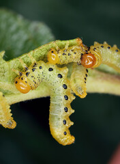 Apple leaf sawfly (Pristiphora maesta). Larvae, caterpillars eating apple tree leaves in the garden.