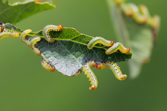Sawfly, Symphyta, larvae feeding on  apple tree leaves in the orchard in summer.