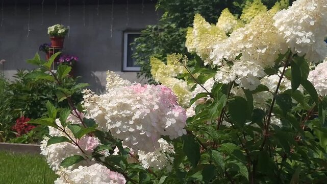Hydrangea paniculata growing in the garden. Growing hydrangeas, care, watering, flowering period