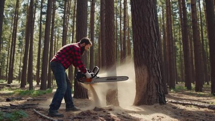 Bearded white lumberjack cutting pine tree with chainsaw in sunlit forest, sawdust spraying, focused stance in red flannel shirt, protective gloves and goggles, towering trunks and morning light