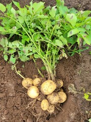 Freshly harvested potatoes in a field.Harvesting organic potatoes. Agriculture and farming