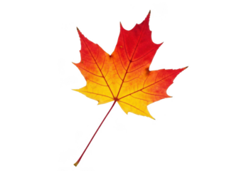 A single vibrant maple leaf in shades of red and yellow, isolated on transparent background