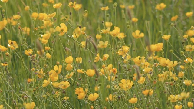 Close Up of Bright Yellow Buttercup Wildflowers Bouncing in a Gentle Breeze, Tall Grass Moving in Sunny Spring Conditions, Vibrant Seasonal Nature Detail with Natural Light and Soft Floral Motion