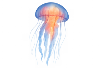 Blue and orange jellyfish swimming, marine sea creature. Bioluminescent ocean animal watercolor illustration with transparent background