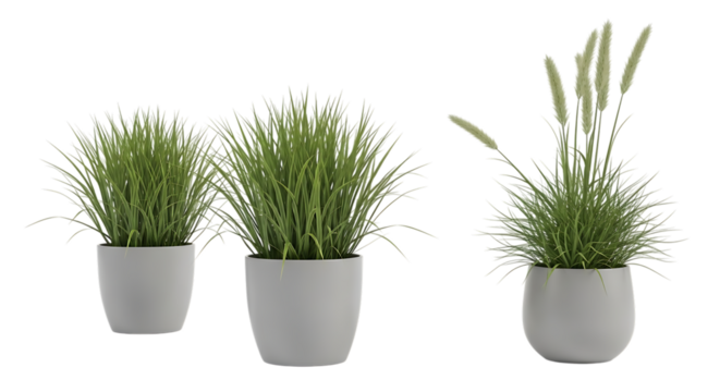 Three potted ornamental grasses, feathery seed heads and lush green foliage, isolated on white or transparent background, AI