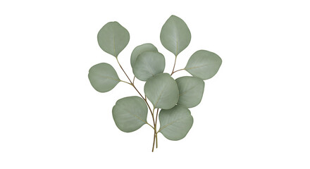 A sprig of eucalyptus leaves, perfect for botanical designs