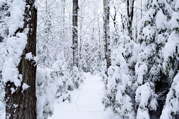 Beautiful winter landscape in a forest after a snowstorm in Quebec, Canada