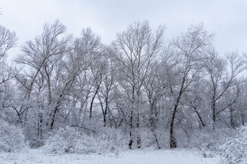 Fototapeta premium Trees in covered with snow on frosty winter day. Winter landscapes of new year and snowfall of christmas. Bare tree branches covered in white snow in forest. Ice crystals and sleet on winter tree.