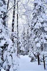 Beautiful winter landscape in a forest after a snowstorm in Quebec, Canada