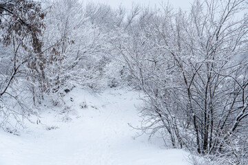 Trees in covered with snow on frosty winter day. Winter landscapes of new year and snowfall of christmas. Bare tree branches covered in white snow in forest. Ice crystals and sleet on winter tree.