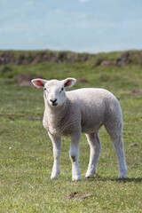 Cutest little fluffy lamb
