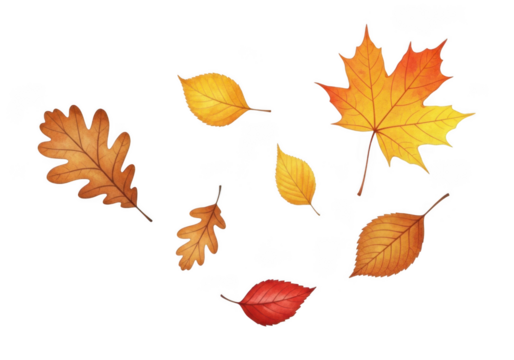 Assortment of autumn leaves including maple and oak isolated on transparent background - Powered by Adobe