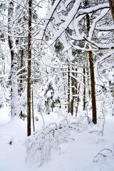 Beautiful winter landscape in a forest after a snowstorm in Quebec, Canada