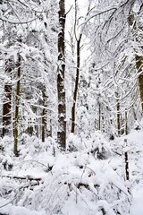 Beautiful winter landscape in a forest after a snowstorm in Quebec, Canada