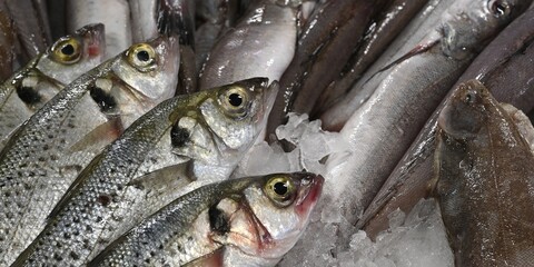 poisson frais dans la glace