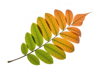 Rowan tree branch with leaves changing color from green to orange isolated on transparent background