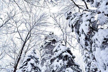 Beautiful winter landscape in a forest after a snowstorm in Quebec, Canada
