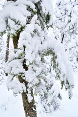 Beautiful winter landscape in a forest after a snowstorm in Quebec, Canada