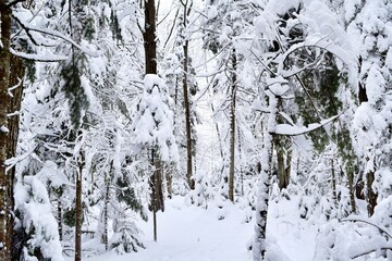 Beautiful winter landscape in a forest after a snowstorm in Quebec, Canada