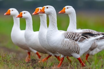 Obraz premium White geese walking in a line across grassy field
