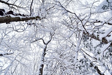 Beautiful winter landscape in a forest after a snowstorm in Quebec, Canada
