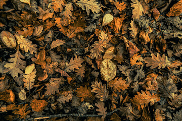 A close-up of fallen, dry, yellow-brown oak leaves. Perfect for autumn backgrounds, textures, or seasonal designs. The leaves have a distinctive lobed shape.