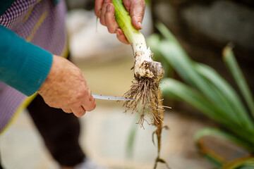 Elderly hands cleaning freshly harvested leek with knife