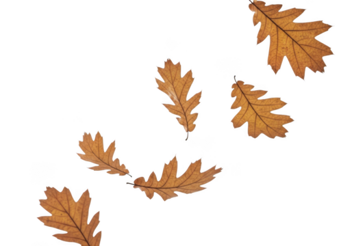 Several oak leaves falling isolated on transparent background - Powered by Adobe