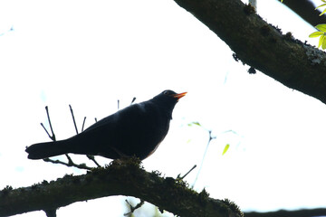 Silhouette of Turdus merula on a Branch Against Light in the Park