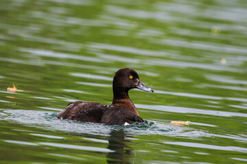 Tufted Pochard Floating on Green Lake Near Regensburg in Springtime