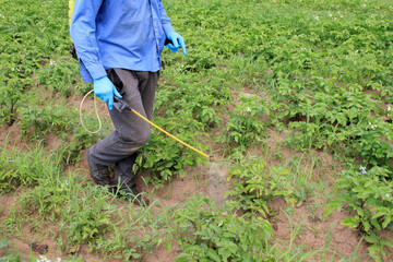 A man sprays his garden to control pests and weeds. A worker sprays pesticide and herbicide on green potato leaves outside. Pest and weed control concept