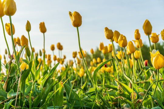 Bright yellow tulips blooming in a sunny field during spring season near a scenic landscape