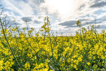 Obraz premium Bright yellow flowers bloom in a field under a cloudy sky during the evening light