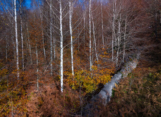 Obraz premium Aerial view from a drone of the 