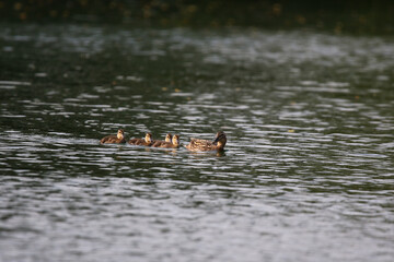 Female Mallard with four ducklings floating on lake near Regensburg in spring